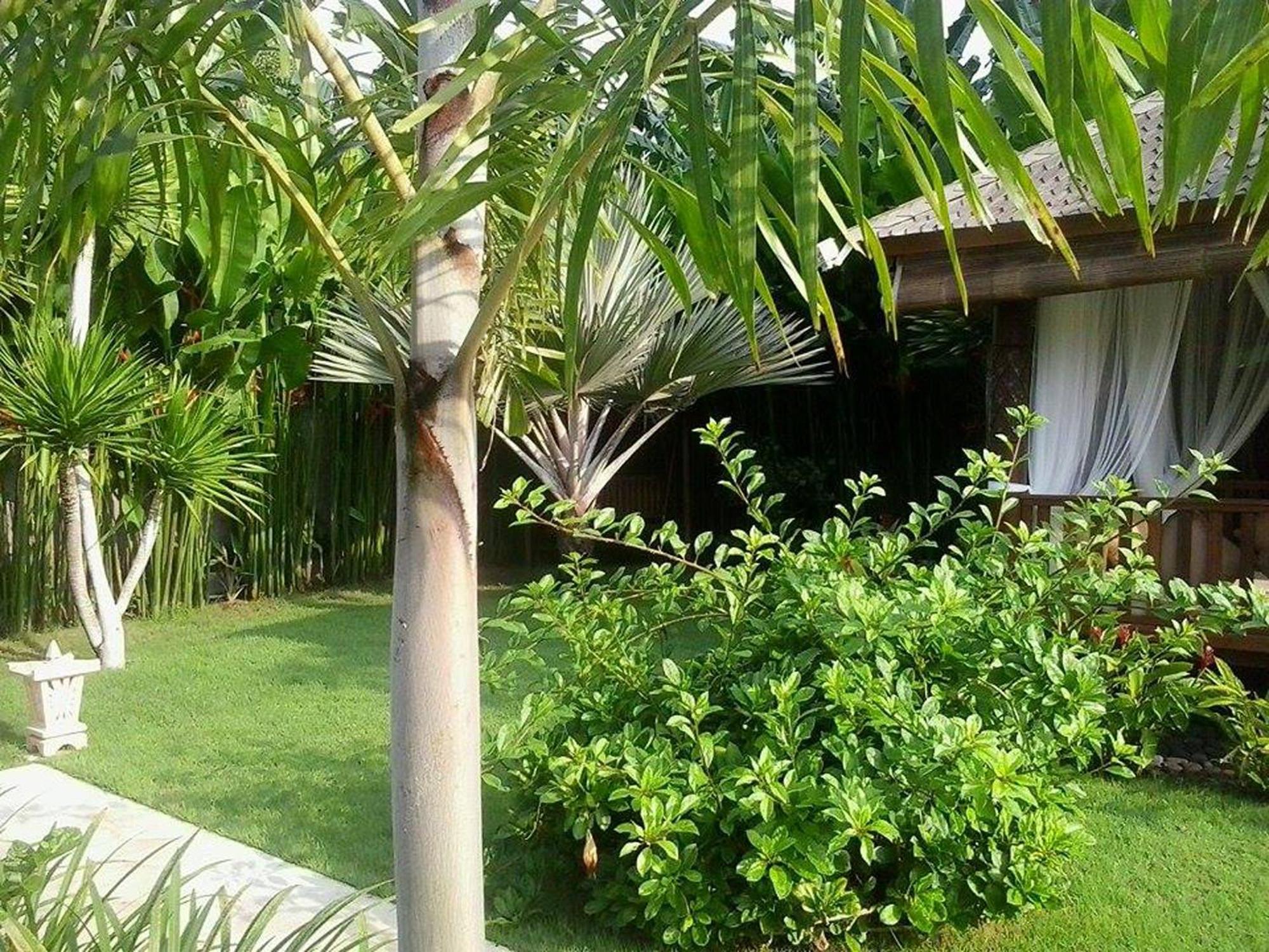 Villa Gusmania จันดีดาซา ห้อง รูปภาพ